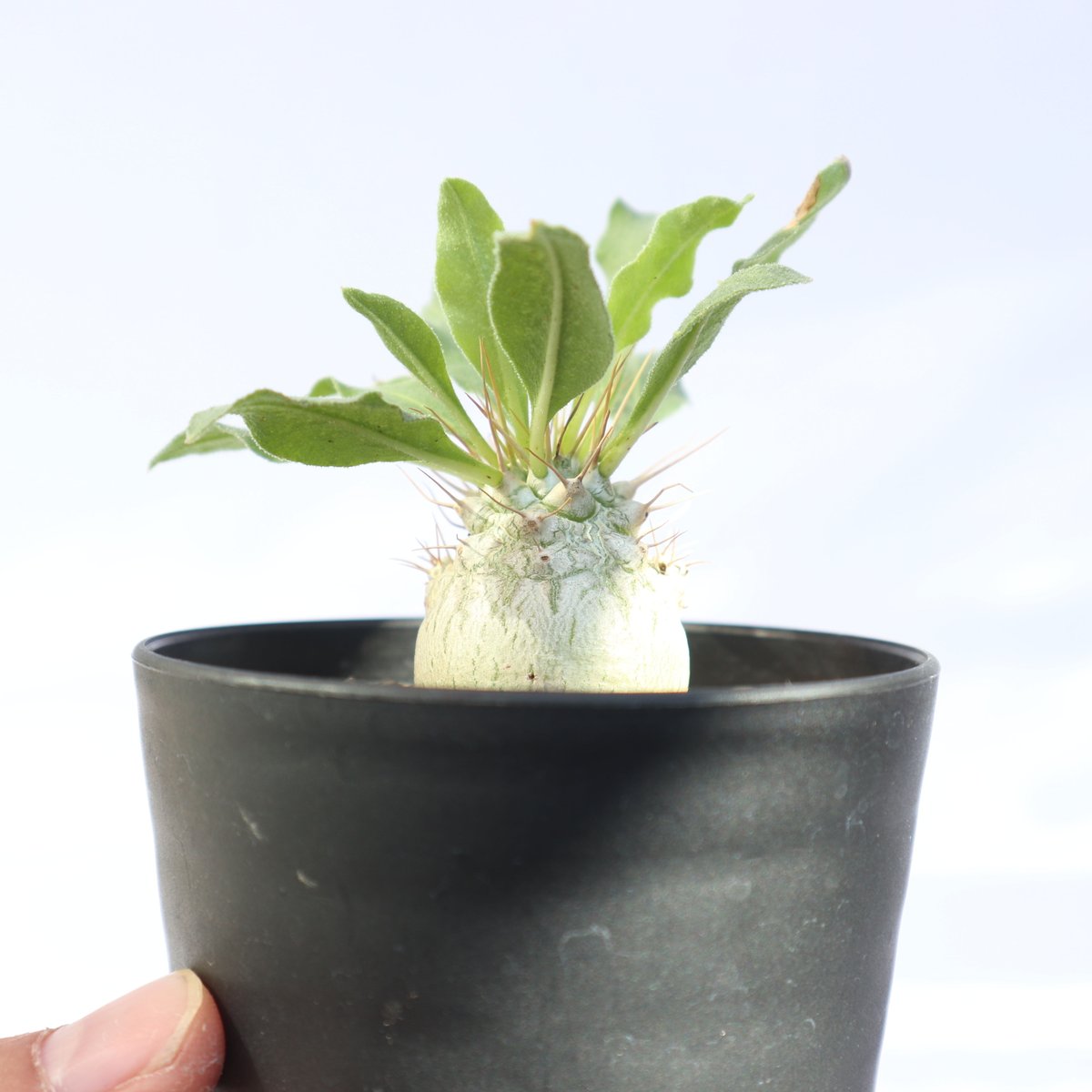 パキポディウム　ナマクアナム　光堂　実生株1 Pachypodium namaquanum【パキポディウム・ナマクアナム・光堂