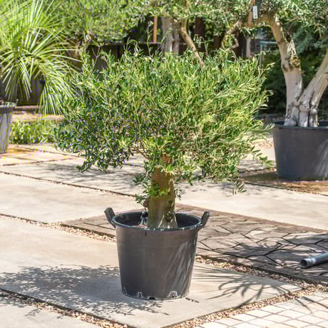 古木オリーブ | STORES