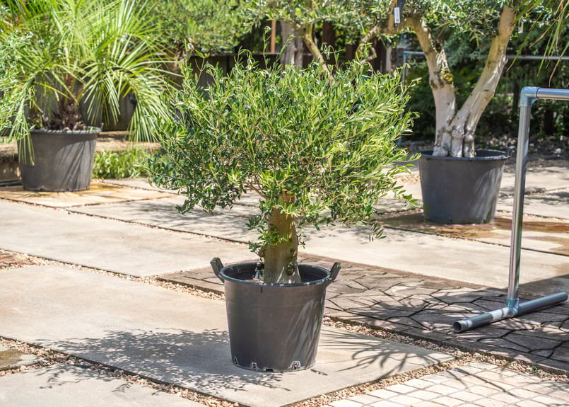 国産オリーブ ネバディロブランコ No.15 | mana's farm:塊根植物