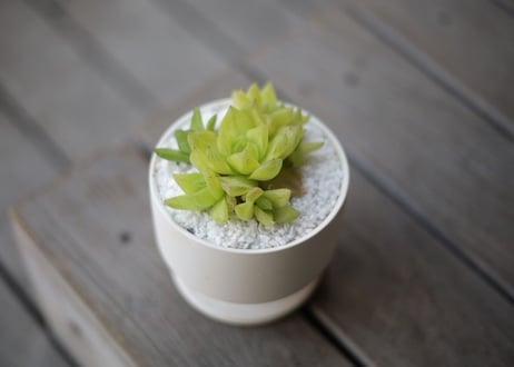 ハオルチア キサンタゴールド　Haworthia cymbiformis