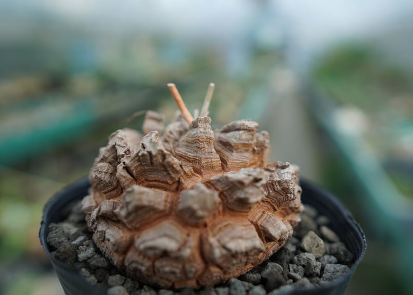 長谷川園芸産】亀甲竜 Dioscorea elephantipes No.3 | mana'