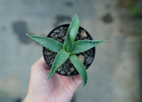 アガベ　ユタエンシス　カイバベンシス　Agave uthensis Kaibabensis