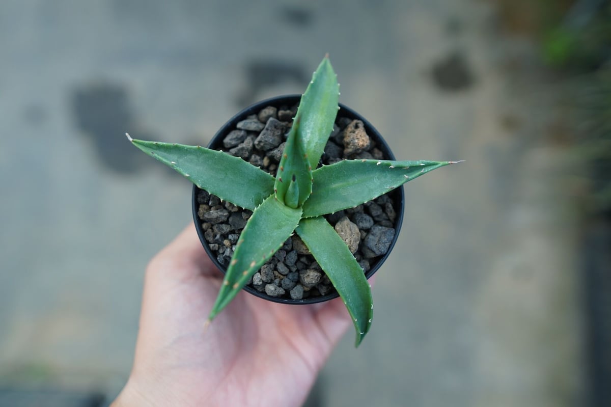 アガベ・ユタエンシス・カイバベンシス （Agave utahensis var. kaibabensis） fit=scale-down,w=1200