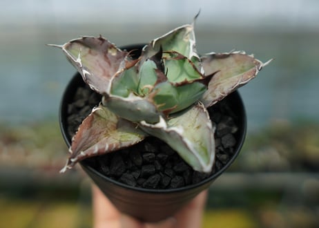 アガベ　チタノタ　 ブラックアンドブルー 　Agave titanota black and blue　No.6