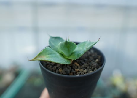 アガベ　雷神　散斑 　agave potatorum "chirihu"