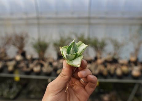 アガベ　王妃雷神錦　白中斑　Agave　“Ohi Raijin Nishiki Shironakahu”   No.2