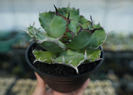 アガベ　チタノタ　黒鯨　Agave titanota black whales　No.3