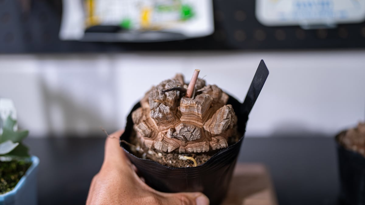 長谷川園芸産】 亀甲竜 No.1 4寸 | mana's farm:塊根植物・アガベ