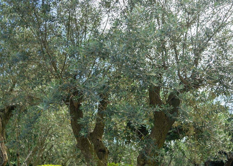 オリーブの木 個性あふれる１点もの　薄型　 大胆な姿に惚れ惚れ　約48cm オリーブの木 個性あふれる1点もの 薄型 大胆な姿に惚れ惚れ 約48cm