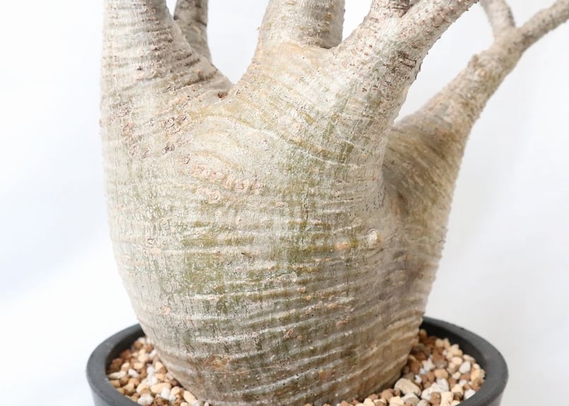 パキポディウムグラキリス 発根済み BOTANIZE パキポディウム