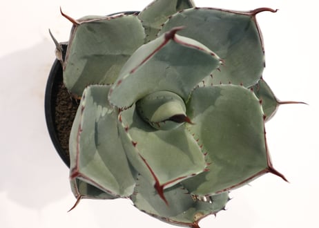 アガベ　パリー　トランカータ　Agave parryi truncata huntington  no.3