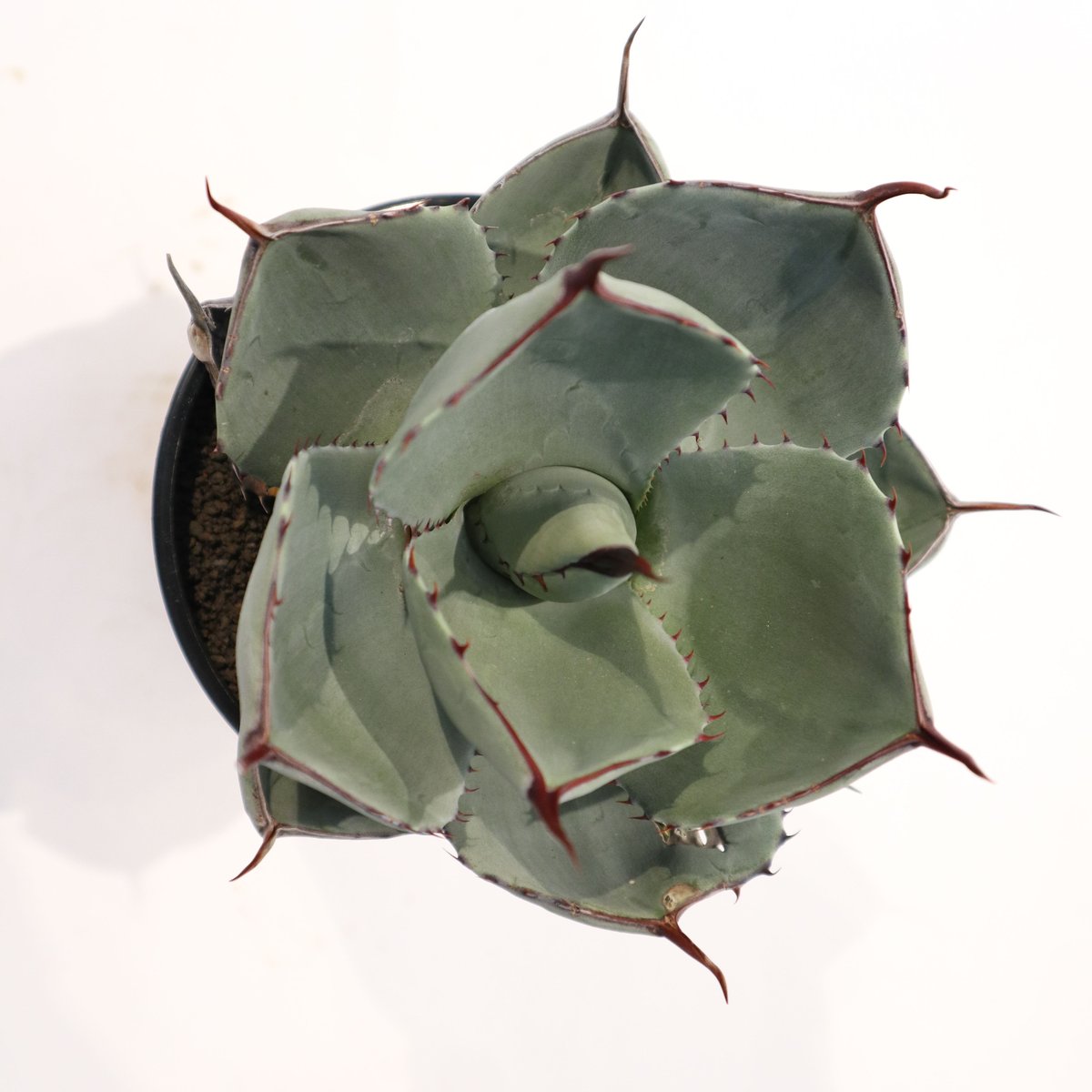 アガベ パリー トランカータ Agave parryi truncata huntington