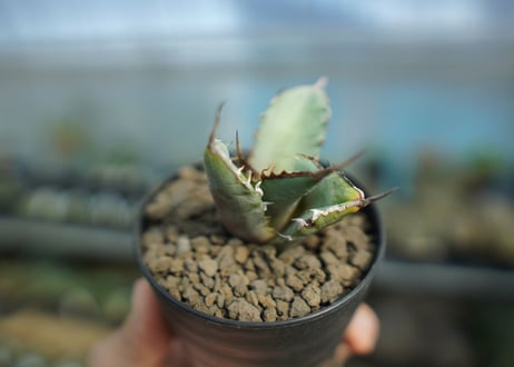 agave titanota 獅子光　lion light
