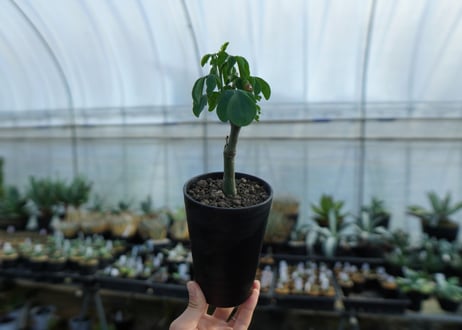 アデニア　グラウカ　Adenia glauca