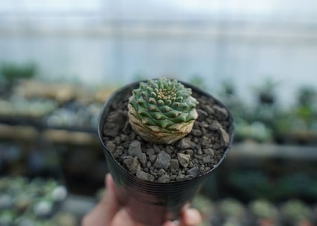ユーフォルビア　オベサ×鉄甲丸　Euphorbia obesa×bupleurifolia