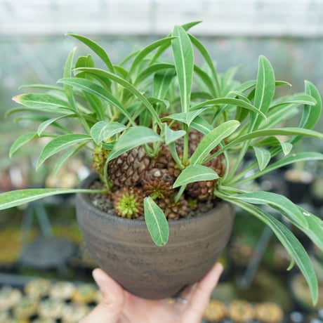 bupleurifolia | STORES