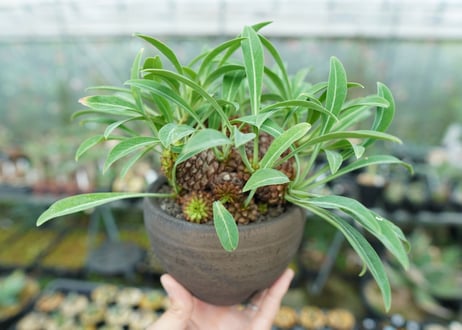 ユーフォルビア　鉄甲丸　Euphorbia  bupleurifolia