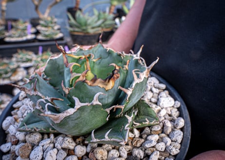 agave titanota　白鯨  ガチムチ選抜株  No.2