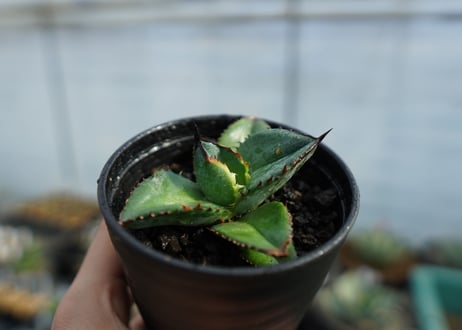 【特選株】アガベ　チタノタ　ブルー　agave titanota Blue 　No.1