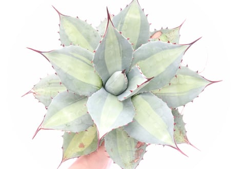 Agave　Parryi　Excelsior アガベ 吉祥天
