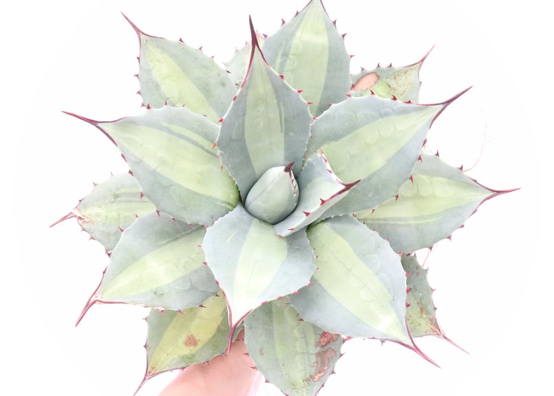 Agave Parryi Excelsior アガベ 吉祥天 | mana's farm:塊根