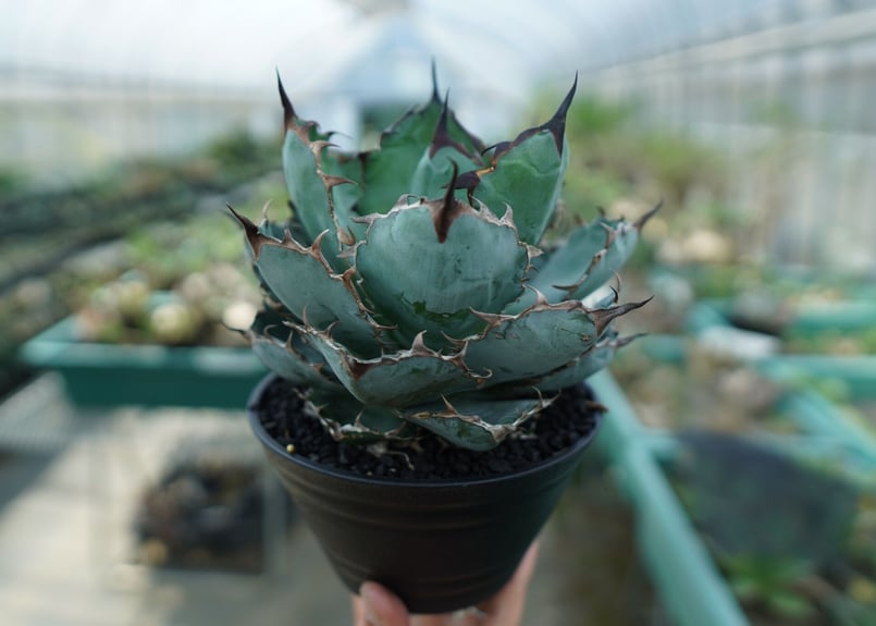 アガベ　チタノタ　ブラックアンドブルー　変異株 アガベ チタノタ ブラックアンドブルー Agave titanota black and