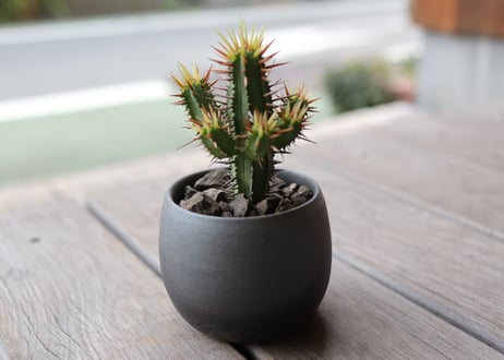 ユーフォルビア黄刺紅彩閣　euphorbia enopla  Yellow spina