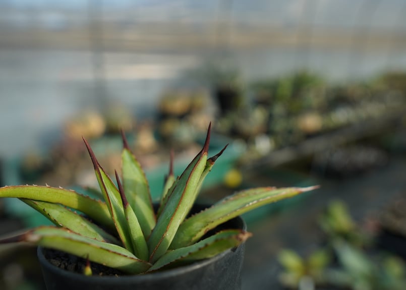 アガベ リトルシャーク Agave Little Shark | mana's farm:塊根植物