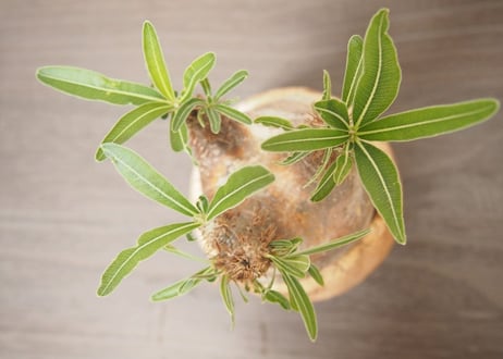 パキポディウム　グラキリス　Pachypodium Gracilius