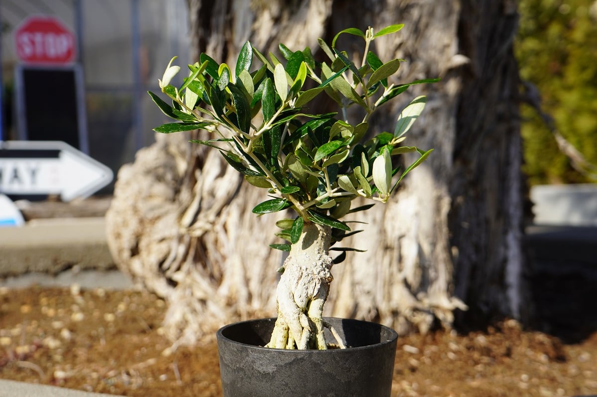 【希少超大株】オリーブ古木 鉢直径40㌢ Z3｜観葉 オペルクリカリア・パキプス「塊根植物の王様」(発根管理済) 珍奇植物 発根済 塊根 盆栽風仕立 塊根植物・コーデックス