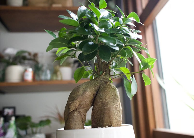 これ一つでインテリアがグッとお洒落に＊多肉植物サボテン3点SET