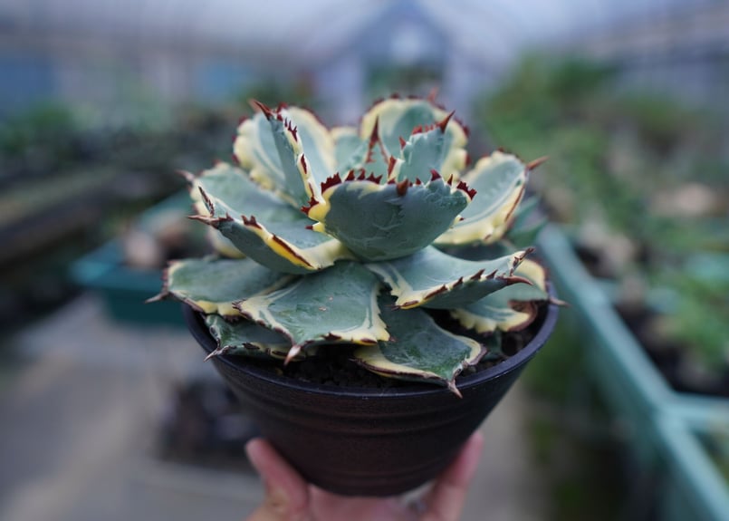 アガベ 兜蟹錦 連棘 Agave isthmensis “Kabutogani” varieg
