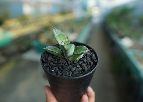 アガベ　チタノタ　 ブラックアンドブルー 　Agave titanota black and blue　No.3