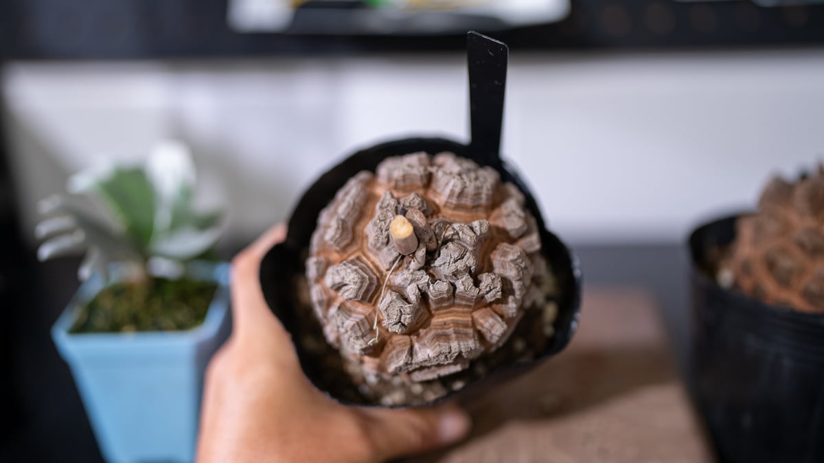 長谷川園芸産】 亀甲竜 No.3 4寸 | mana's farm:塊根植物・アガベ