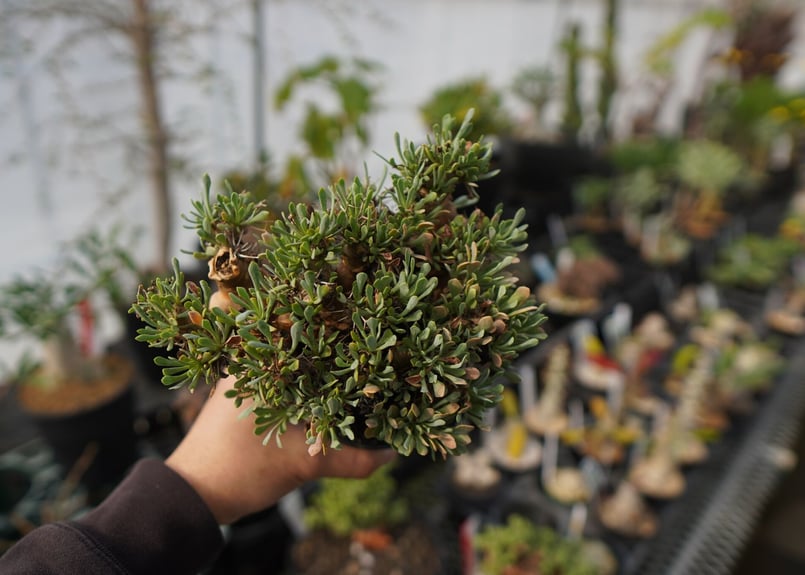 オトンナ・ユーフォルビオイデス Othonna euphorbioides No.12 オトンナ・ユーフォルビオイデス Othonna euphorbioides No.12