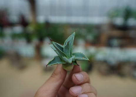 アガベ　ドラゴントゥース　Agave Dagontoes　No.1