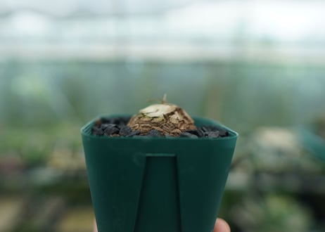 亀甲竜　Dioscorea elephantipes　No.6