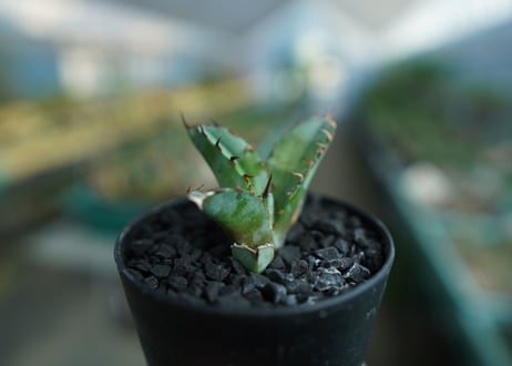 アガベ　チタノタ　 ブラックアンドブルー 　Agave titanota black and blue　No.3