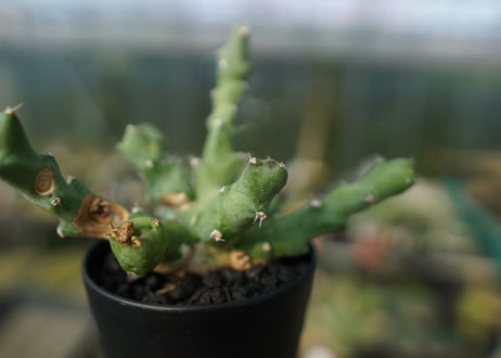 ユーフォルビア クリビコラ　Euphorbia clivicola