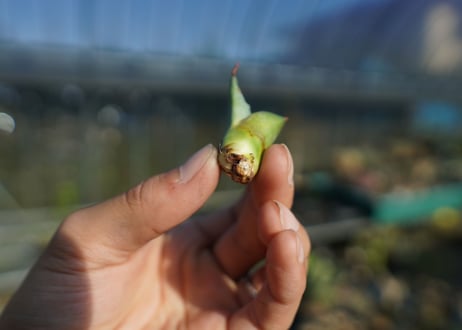 【抜き苗】アガベ パラサナ ファイヤーボール　Agave parrasana Fire ball