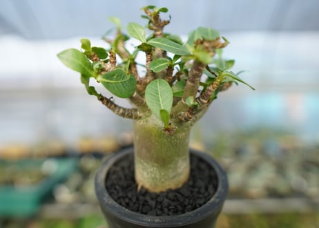 アデニウム　Adenium　No.10