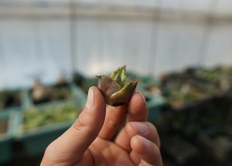 【抜き苗】アガベ　チタノタ　白鯨　Agave titanota White whale
