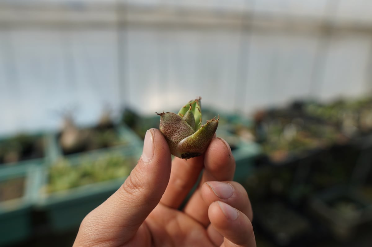 抜き苗】アガベ チタノタ 白鯨 Agave titanota White whale | m
