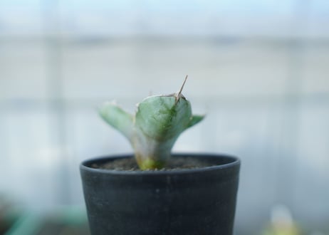 アガベ　チタノタ　ホワイトアイス 　agave titanota whiteice