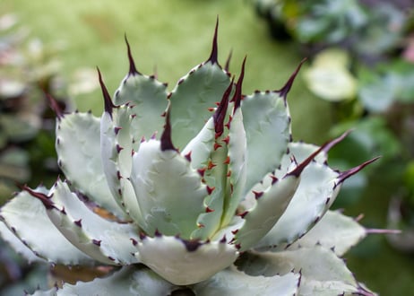 Agave macroacantha x Potatorum 中 NO.3 (G)