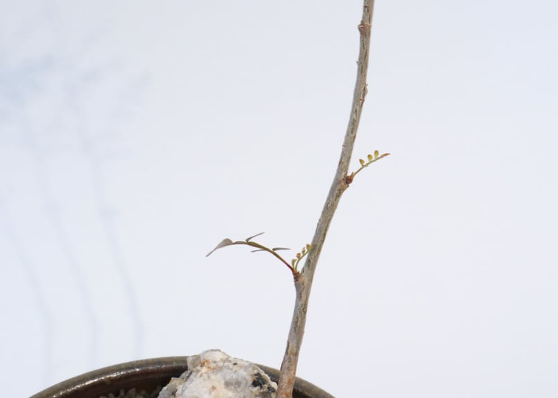 オペルクリカリア デカリー 根ざし | mana's farm:塊根植物・アガベ