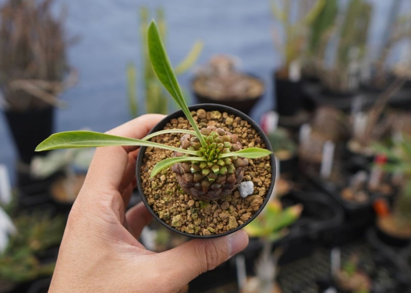 ユーフォルビア 鉄甲丸 NO.1 | mana's farm:塊根植物・アガベ・ドライ