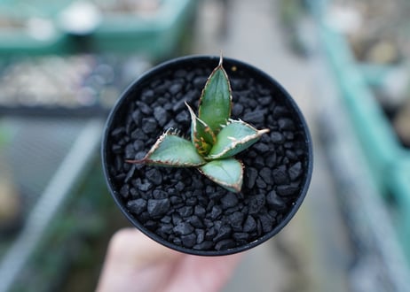 アガベ　チタノタ　FO-76　Agave titanota  FO-76　No.4