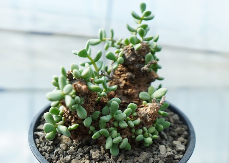 ケラリア ピグマエア GC② ケラリア ピグマエア4 | STELLA.PLANTS