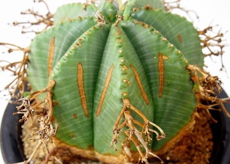 Euphorbia valida ユーフォルビア・バリダ